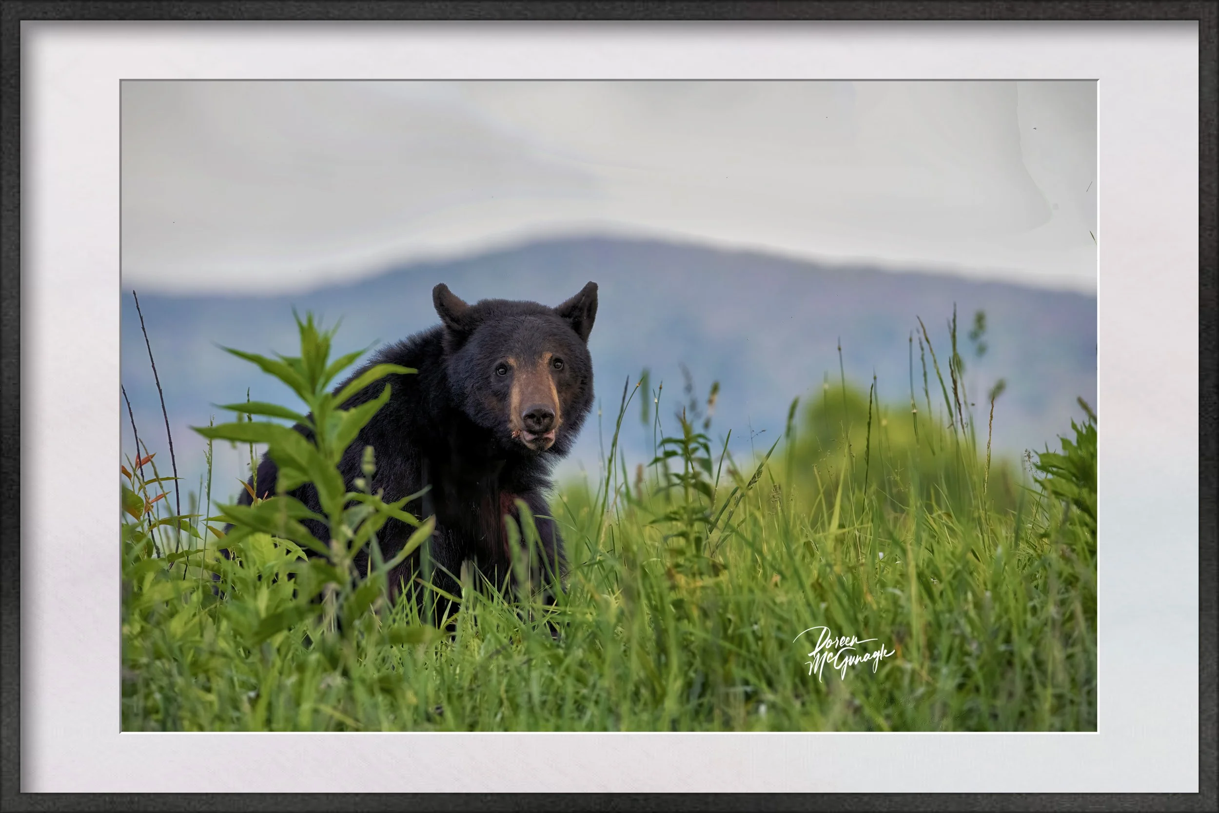 GSMNP_4893_14 c2026 matted.jpg
