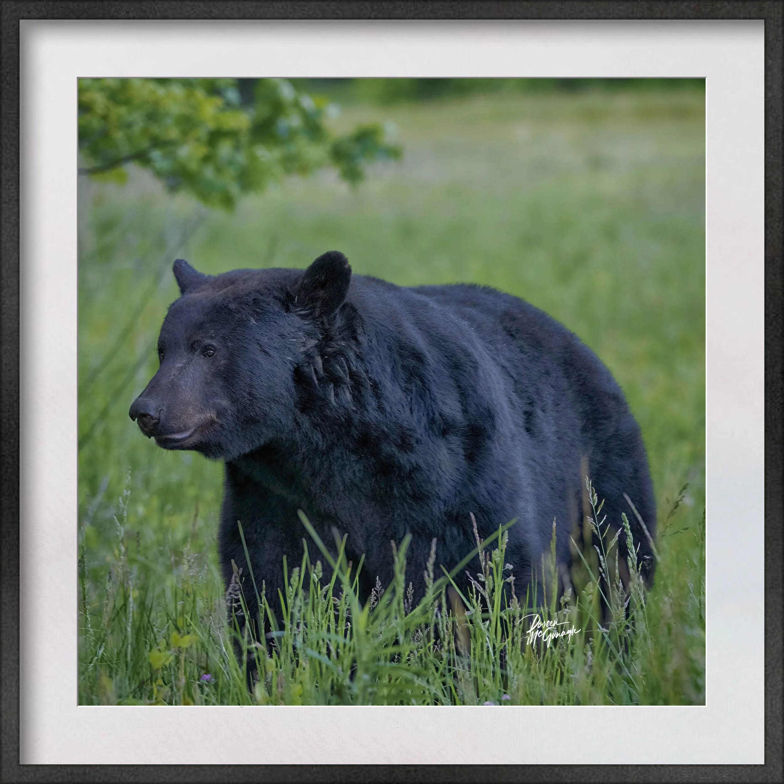 GSMNP_4179_05 c2026 matted.jpg