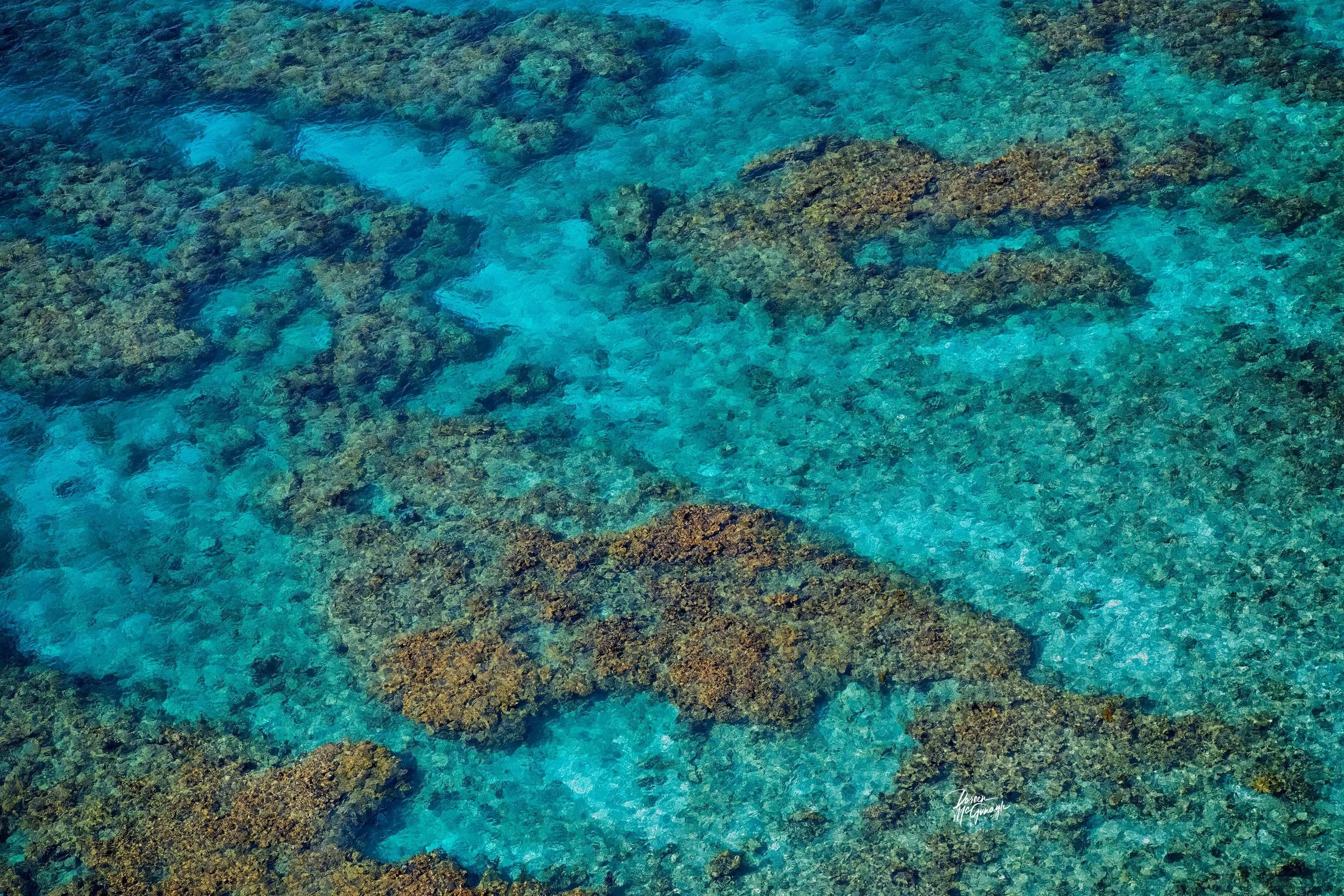 Whispers from the Sanctuary Reef — Limited Edition Fine Art Nature Photography