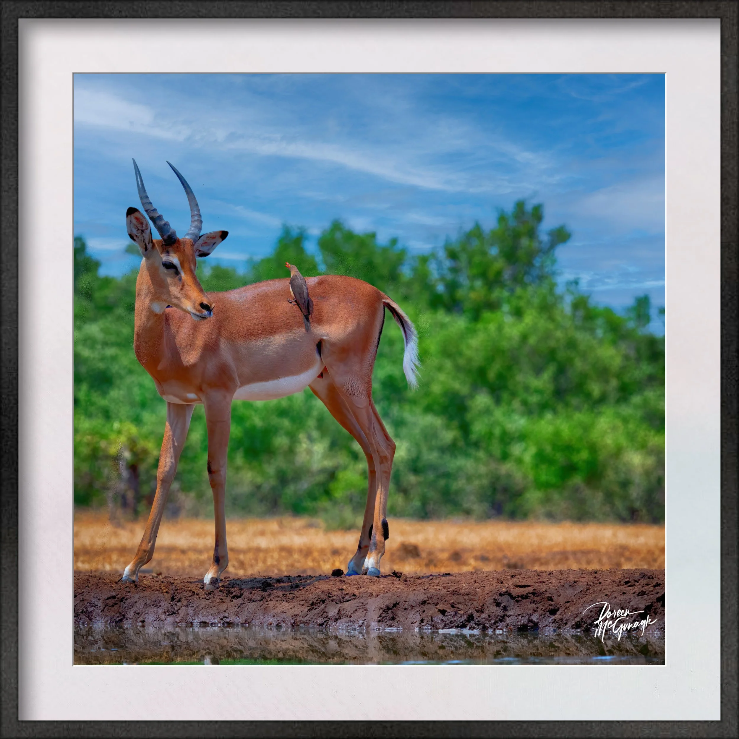 Botswana_0641_119 c2024 Framed.jpg