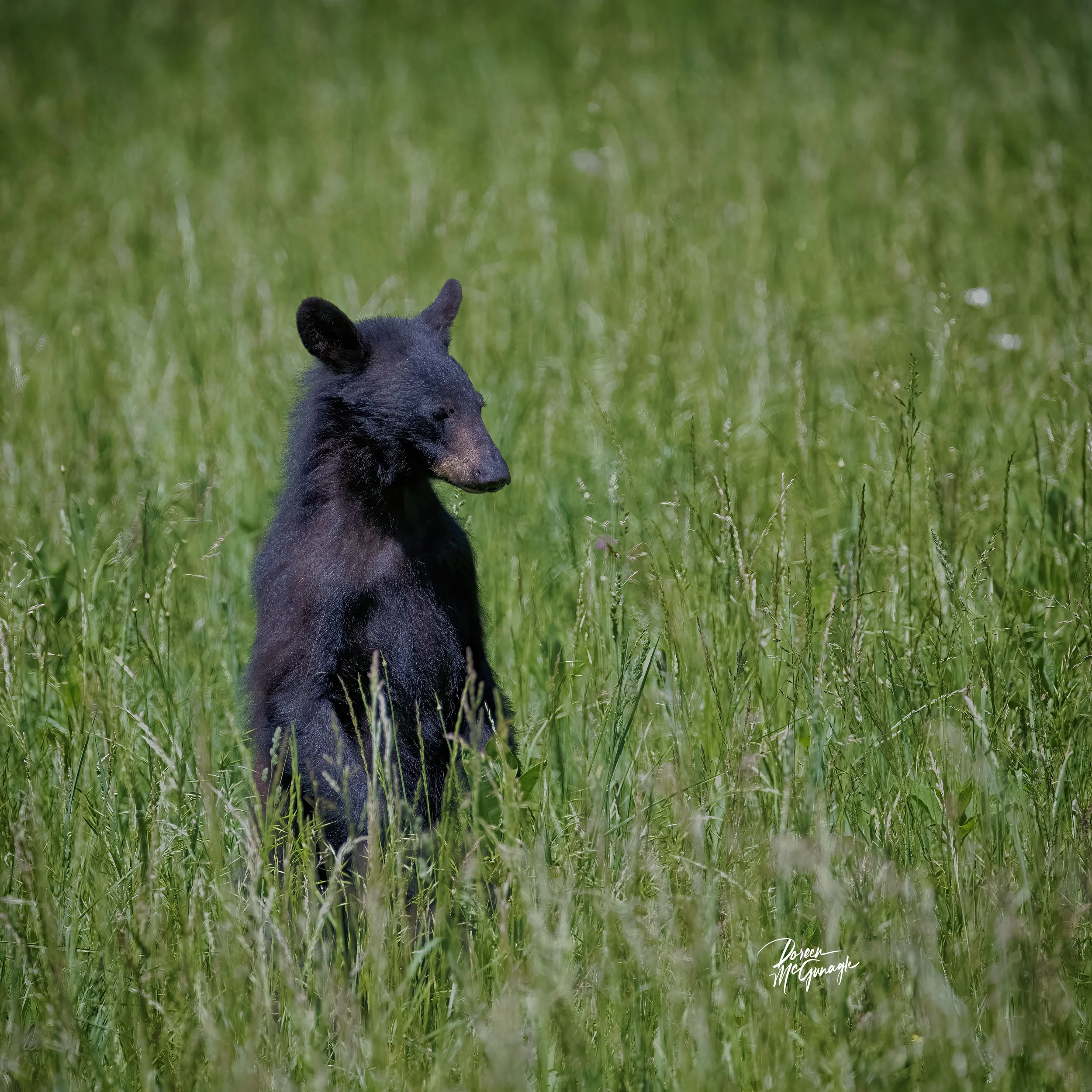 Sentinel of the Sunlit Meadow Fine Art Wildlife Photography by Doreen McGunagle