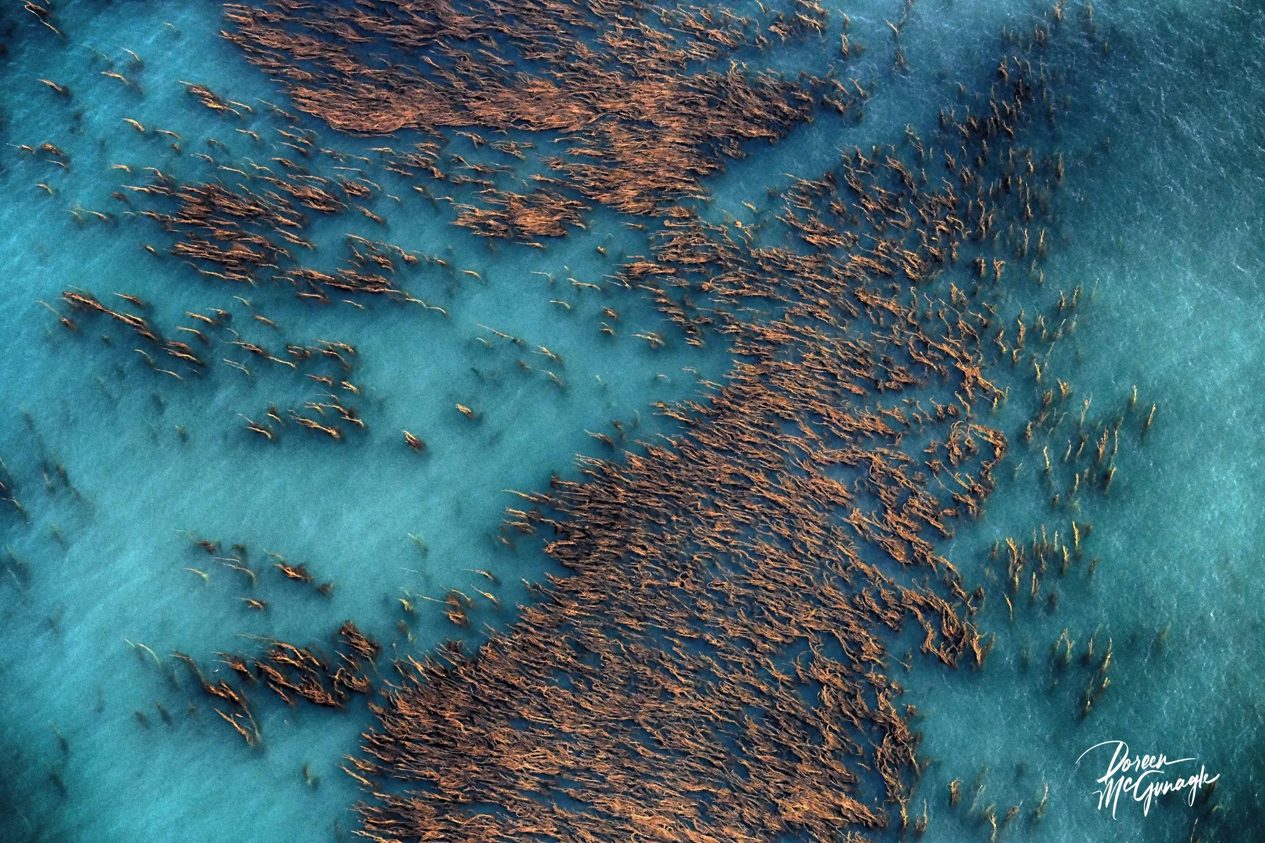 Elevated Echoes of the Turquoise Kelp Realm