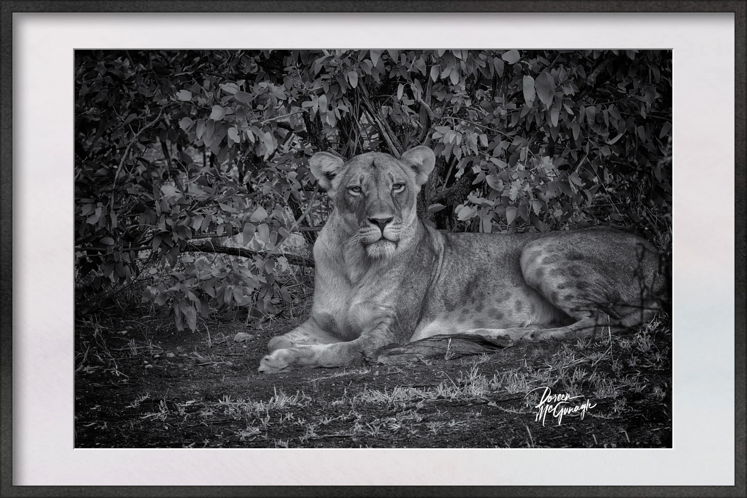 Botswana_4018_230BW c2024 framed.jpg