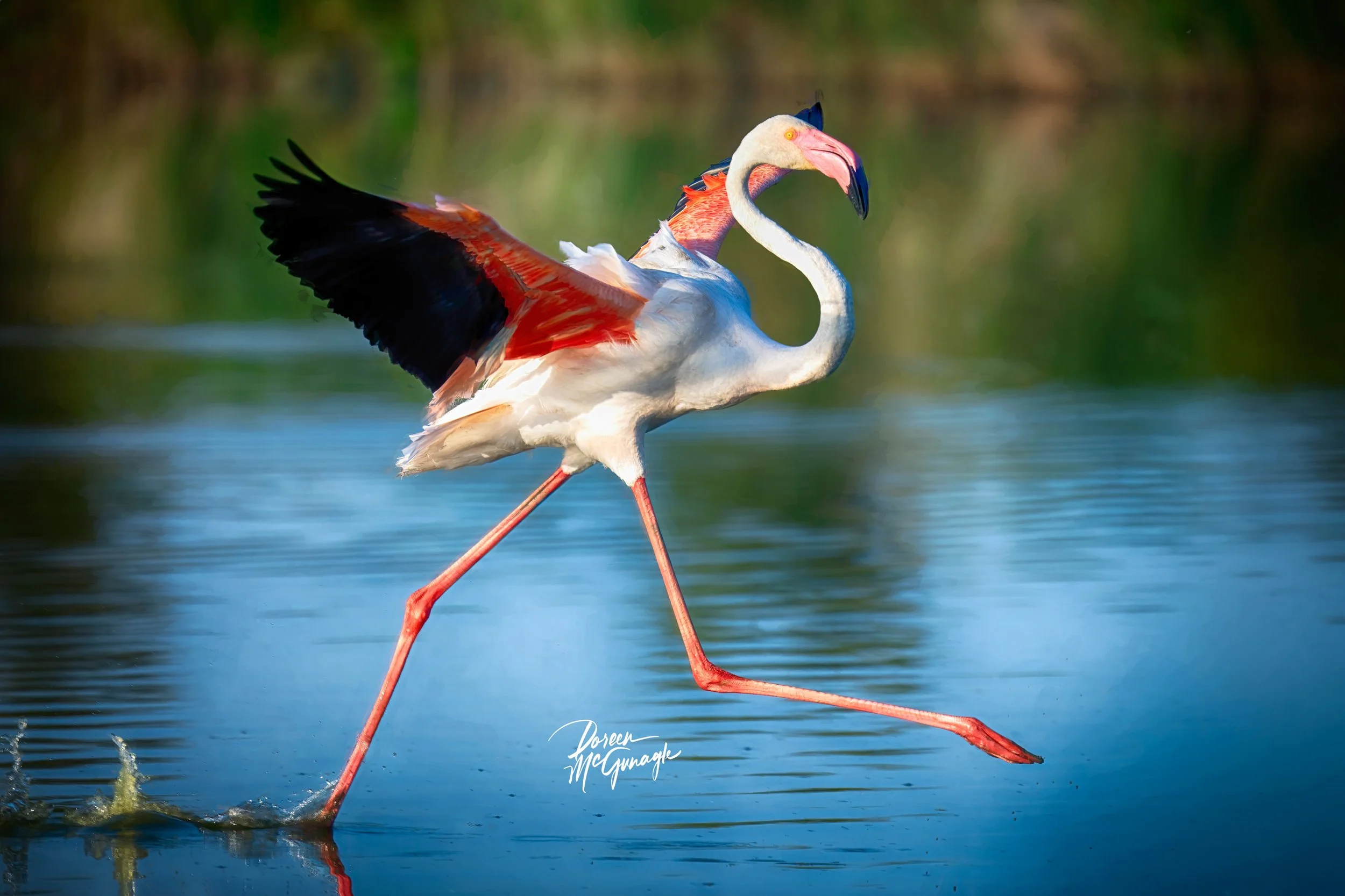 Flamingo's Dance on Camargue Blue