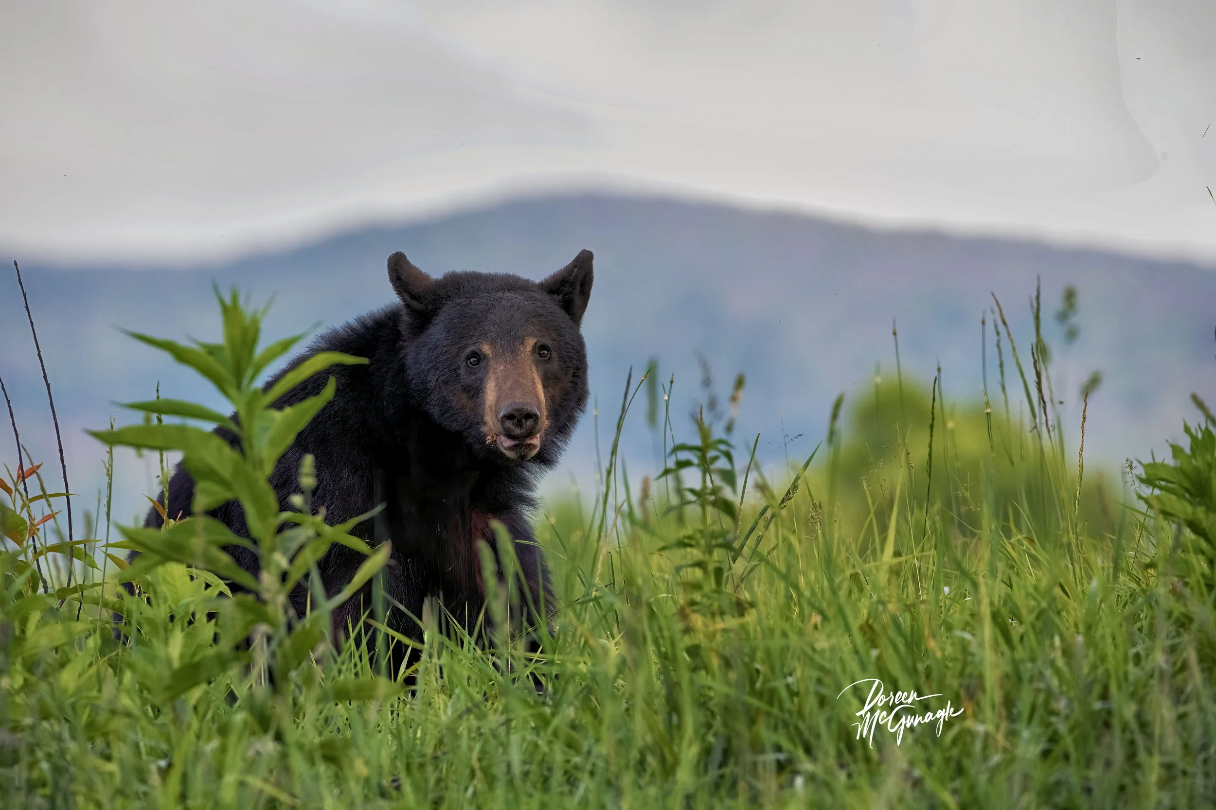 GSMNP_4893_14 c2026.jpg