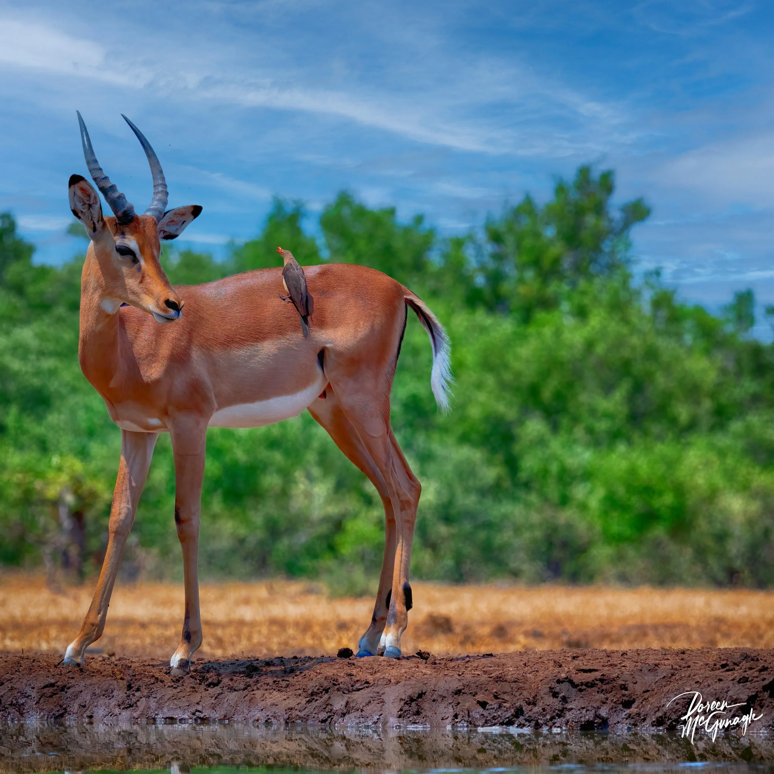Botswana_0641_119 c2024.jpg