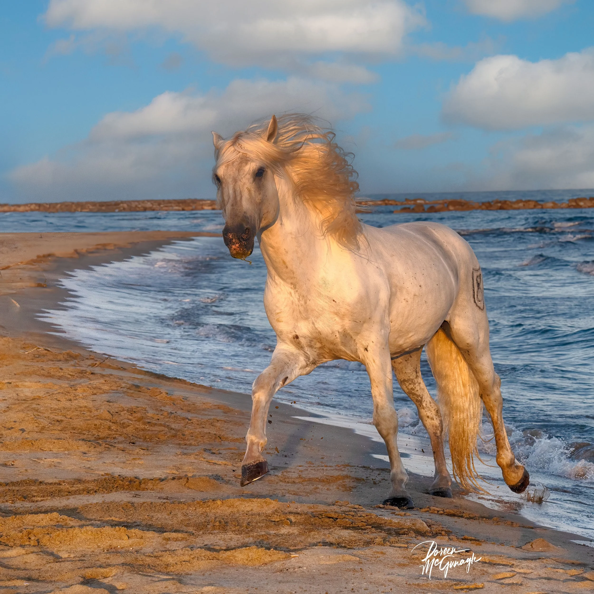 Windswept Grace of the White Stallion