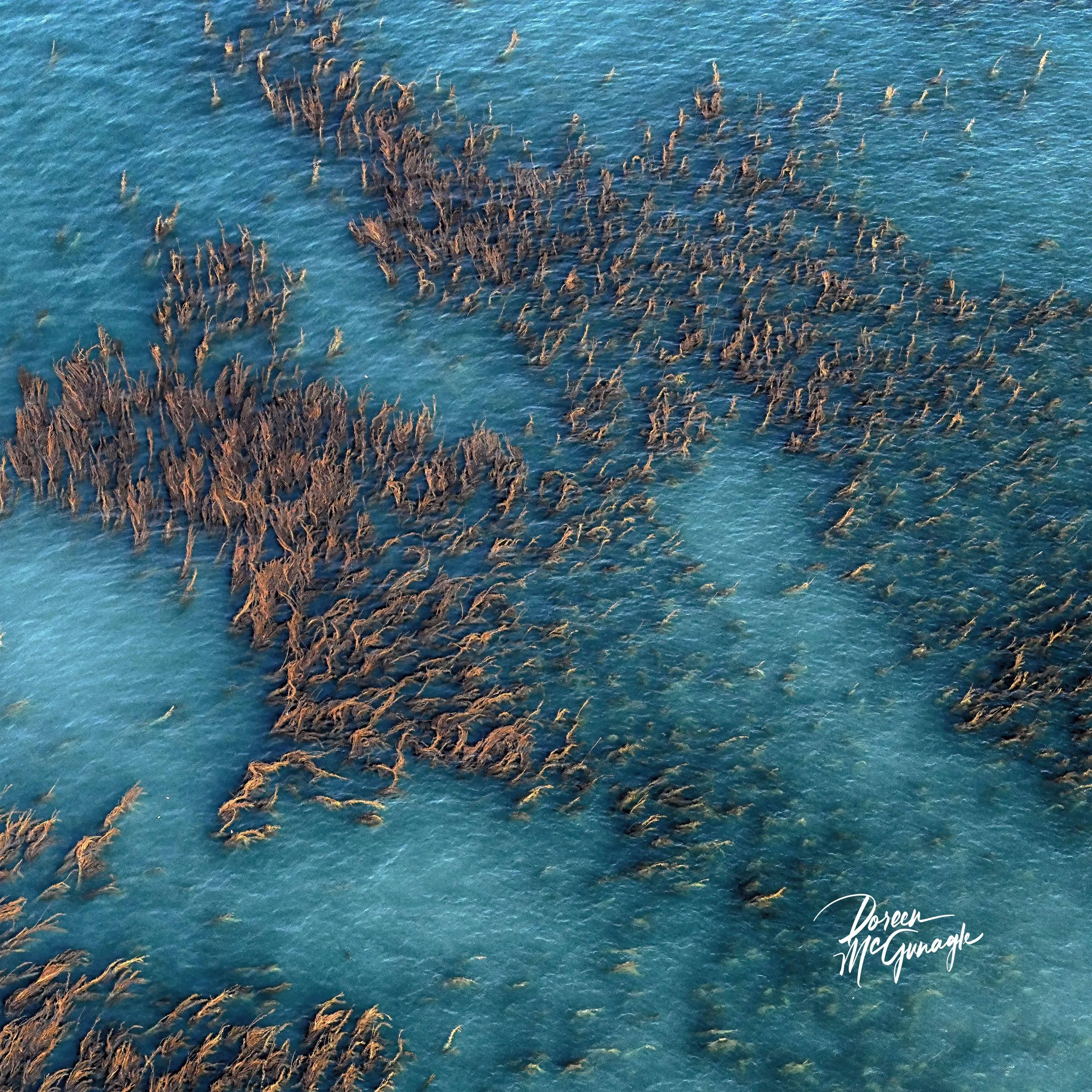 Currents of the Kelp Mosaic