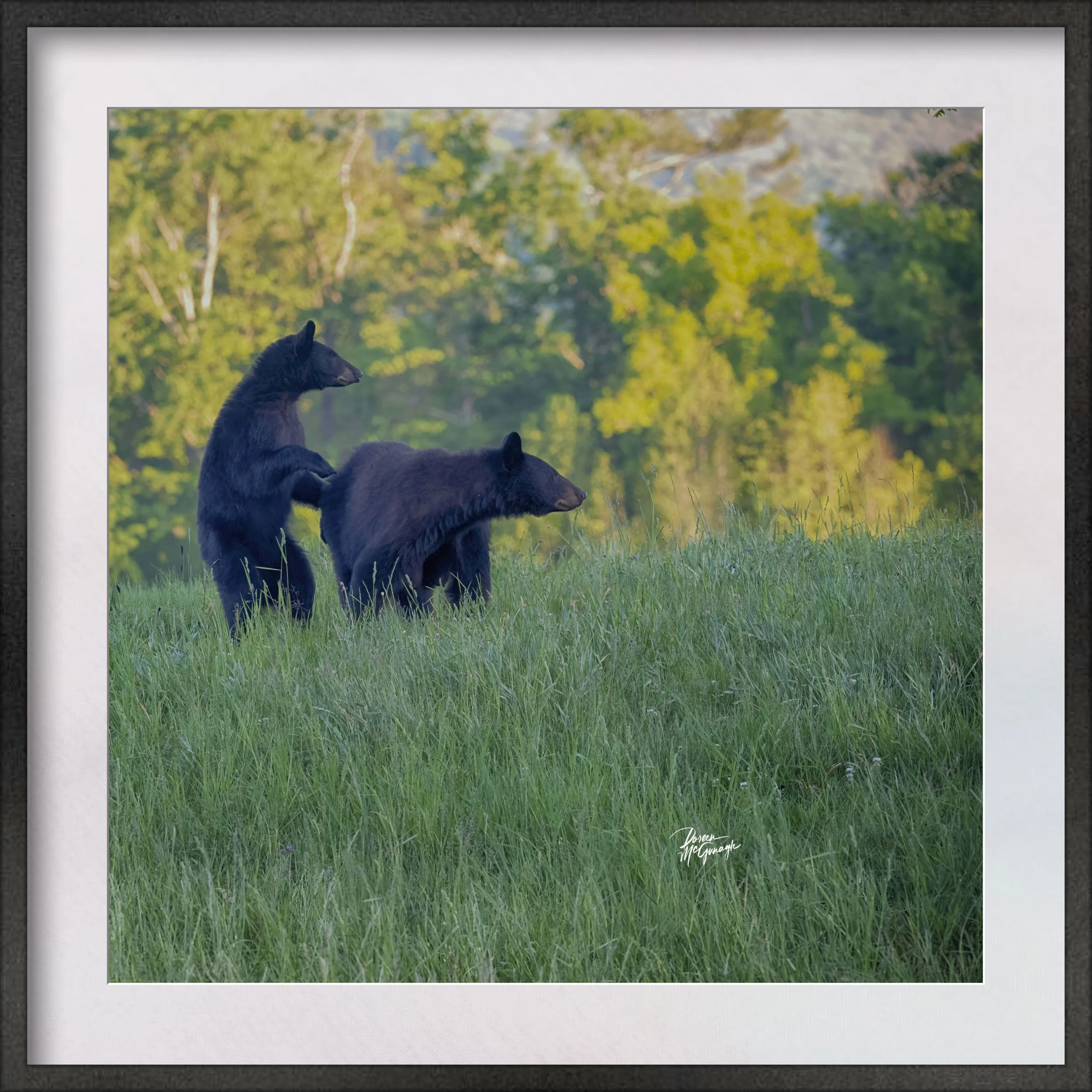 GSMNP_4223_06  c2026 matted.jpg