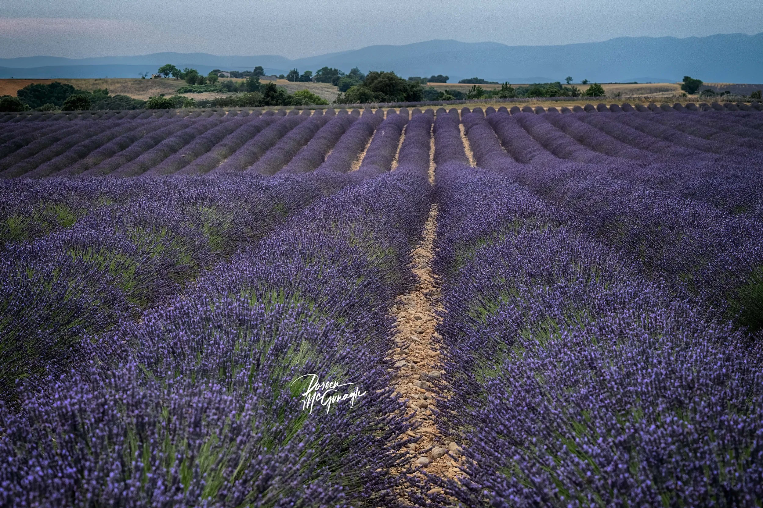 Lavender Symphony of Camargue