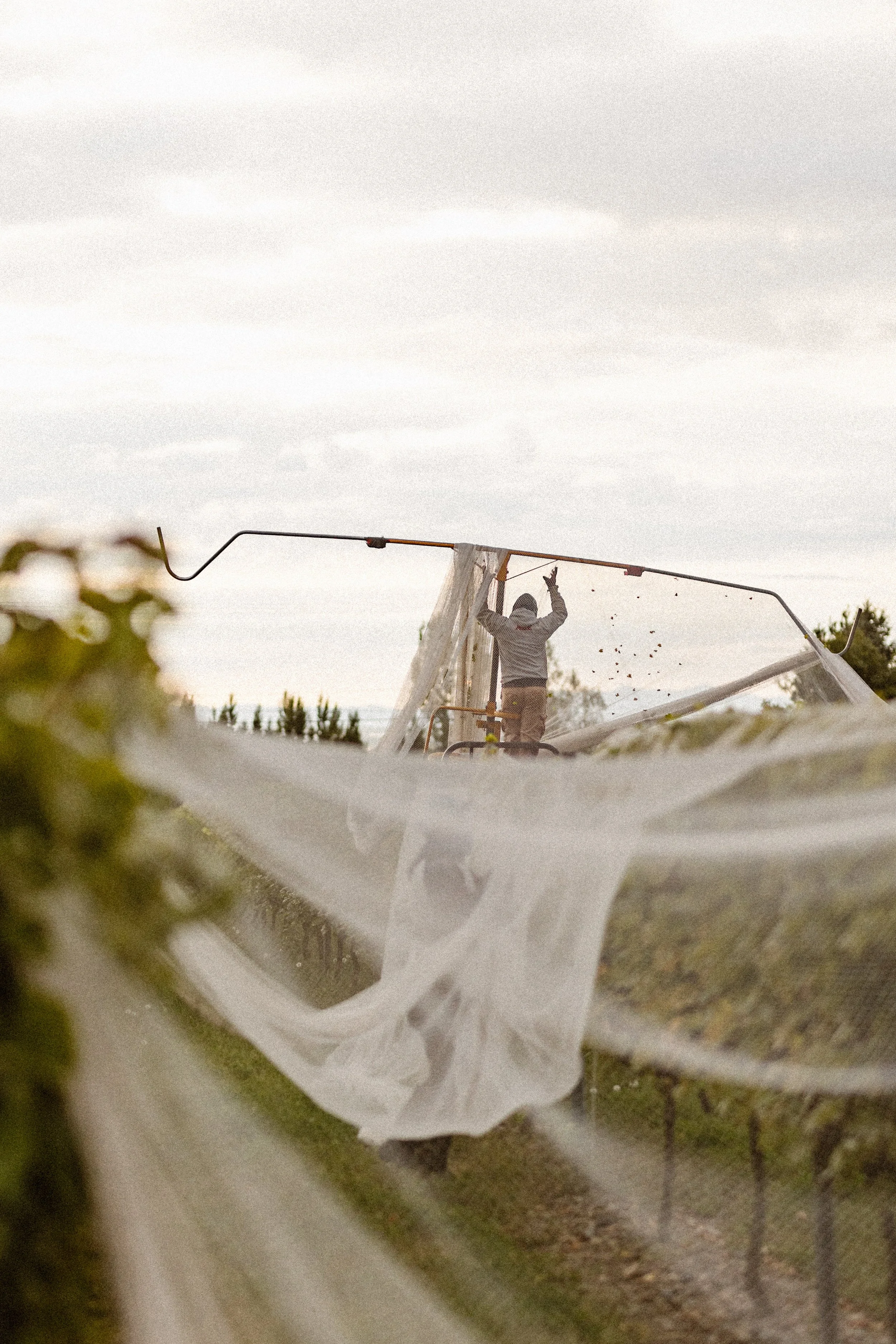 Travailleur en action posant un filet sur les vignes