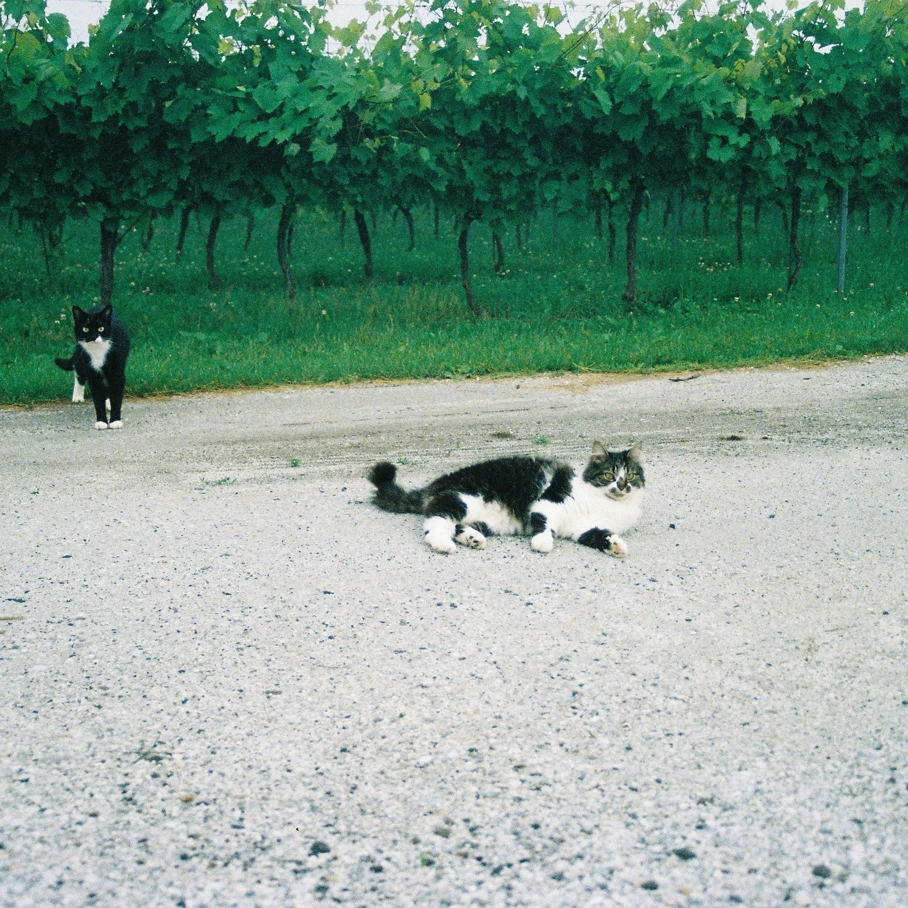 The cats, our garden, and our dog.
