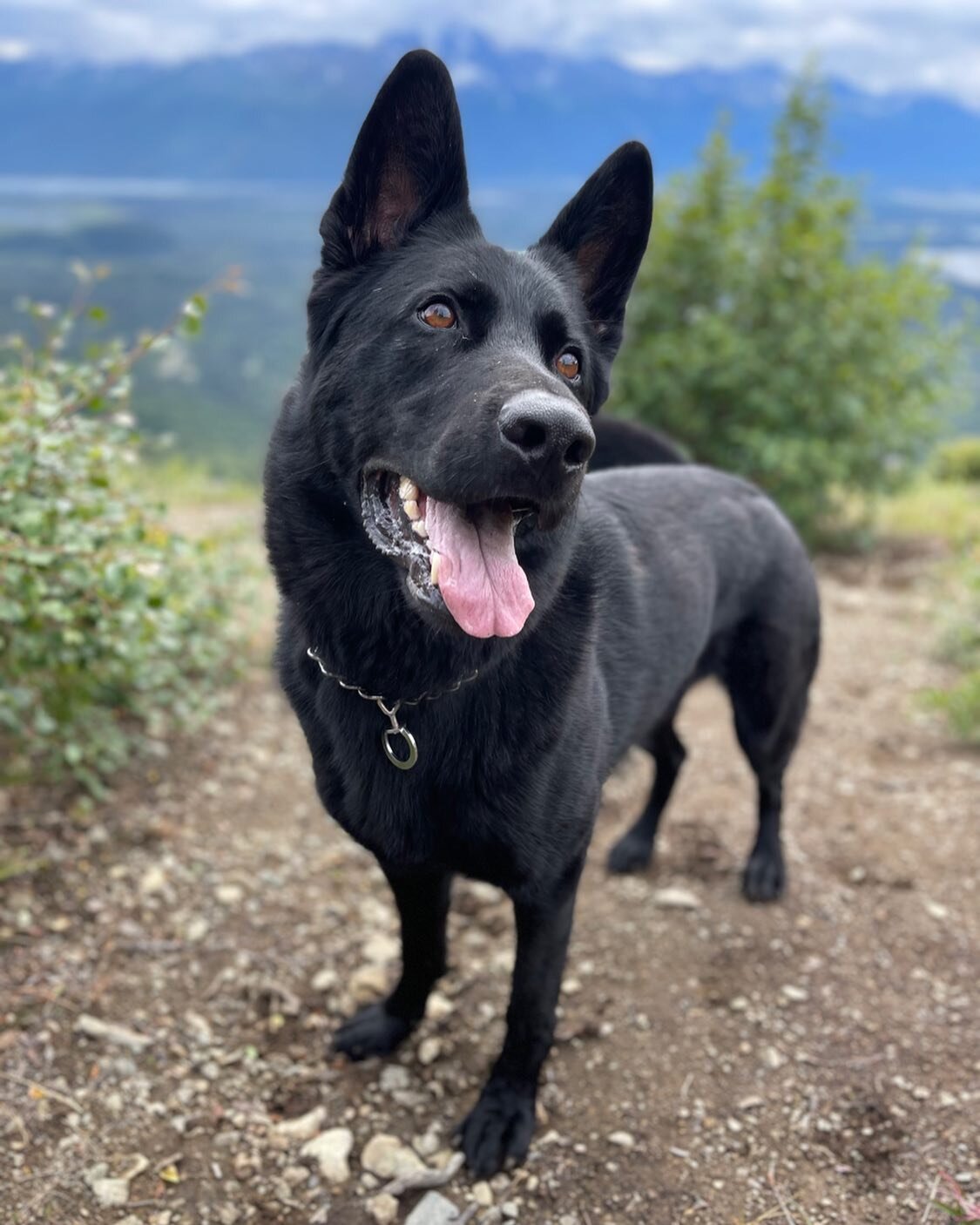 Hello friends! Apologies for the lack of social media presence these days. We have been busy slanging bowls and soaking up this great Alaskan summer. Please enjoy this photo of our dog, Brahma, while we share some exciting news with you! 🐾 Starting 