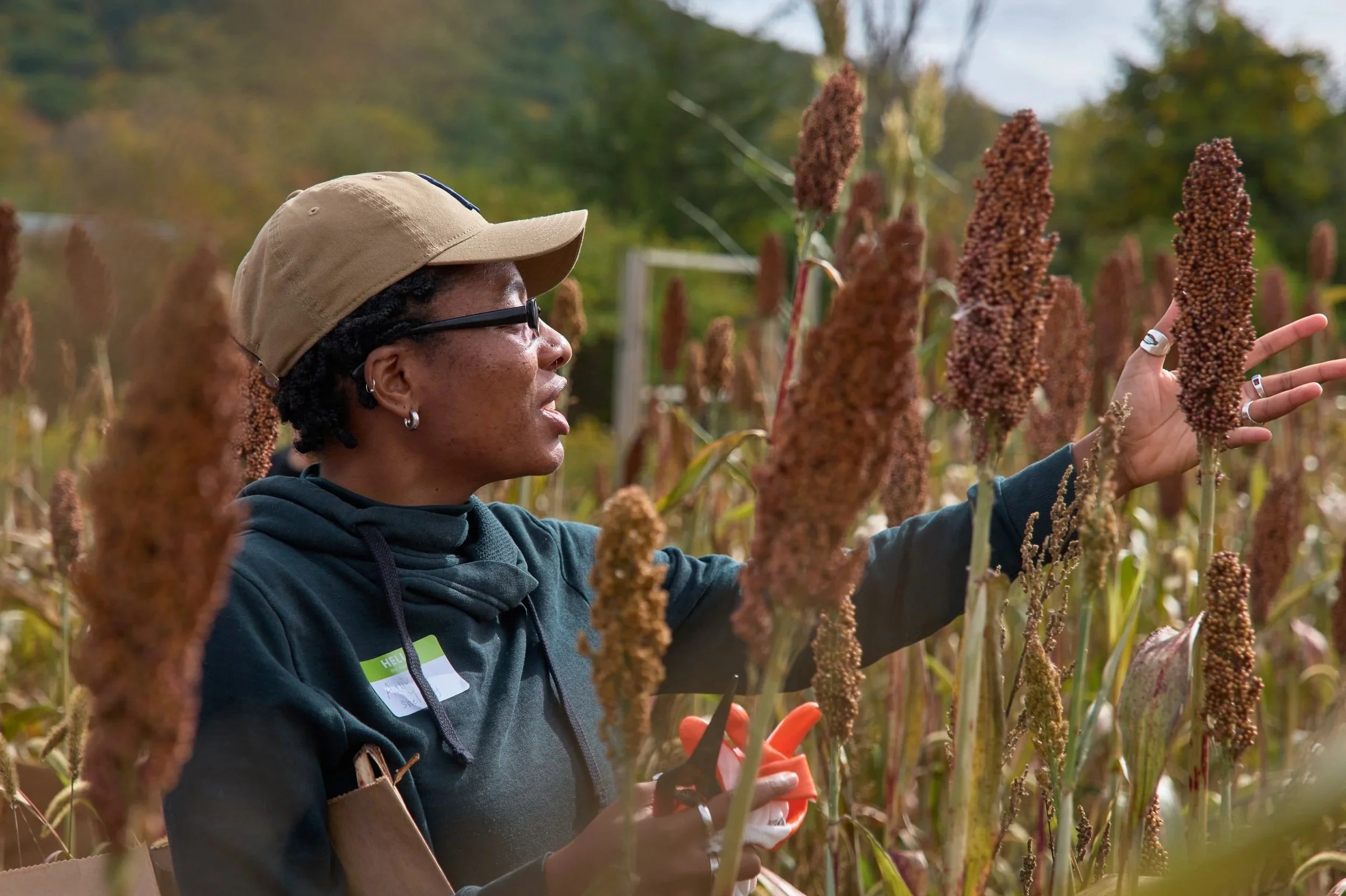 251011_Sweet+Freedom+Sorghum_Walter+Hergt_P1070273+%281%29.jpg