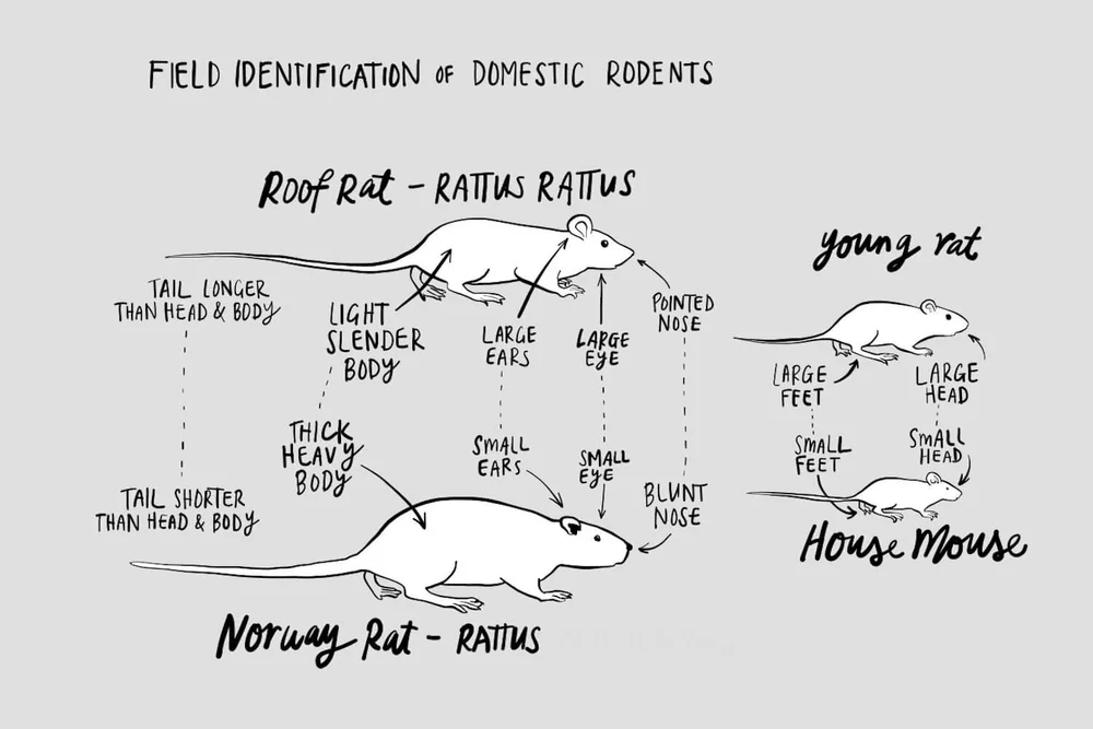 Find Rats Rat facts — Predator Free Dunedin