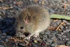 Rat facts — Predator Free Dunedin