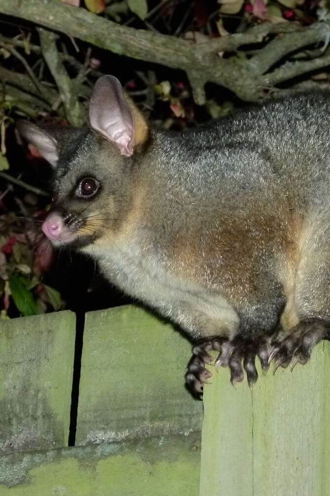 Possum Spotting in the City
