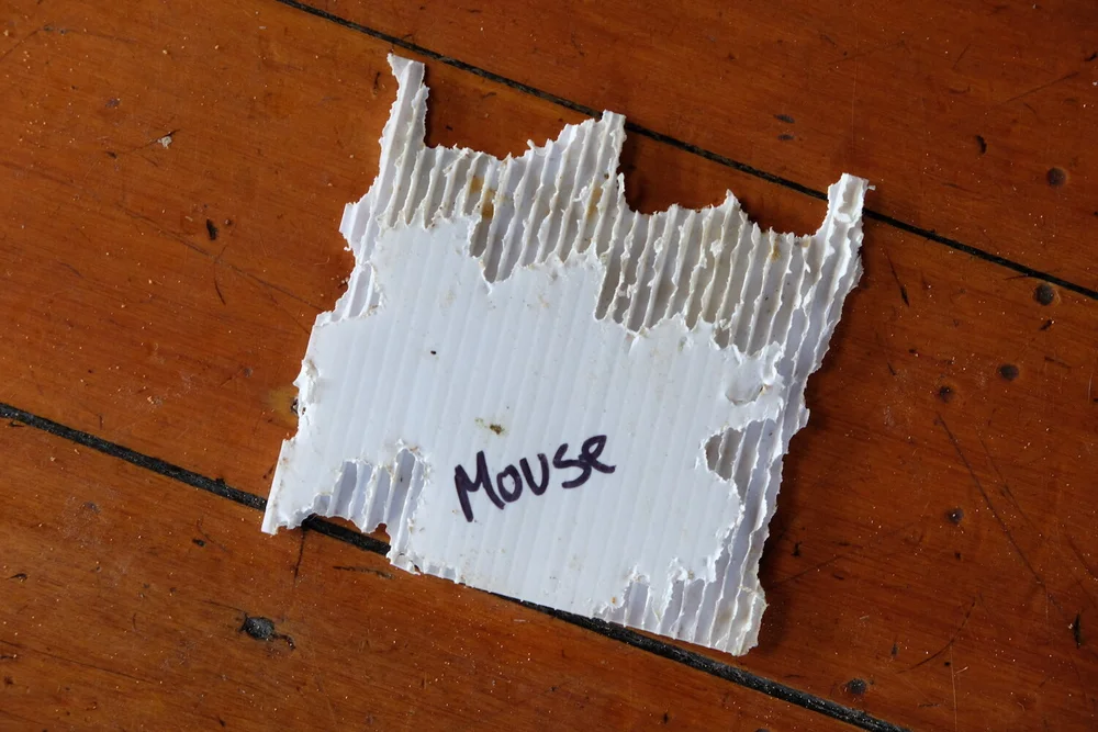 How to use a chew card — Predator Free Dunedin