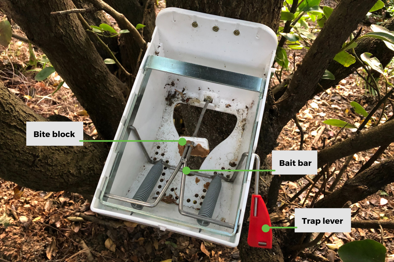 How to use a Trapinator possum trap — Predator Free Dunedin