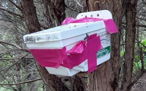 Tītiponamu pair build nest in possum trap