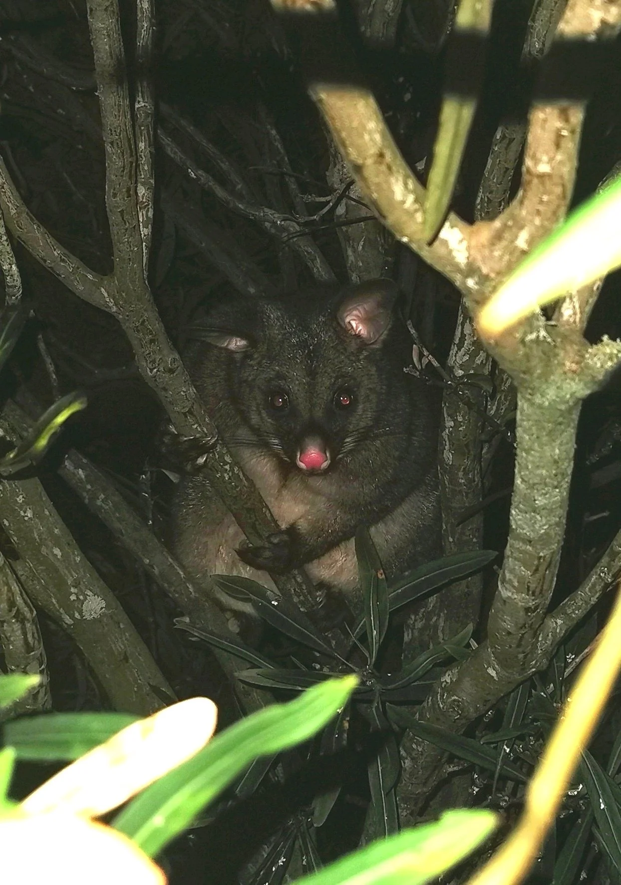 The hunt for the final few: Possum eradication on the Peninsula