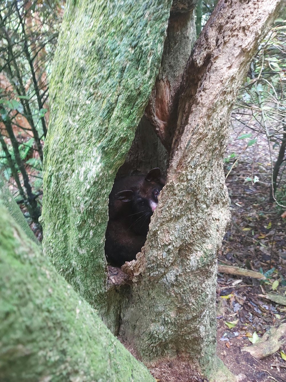 Karitāne Coast possum in tree (1)(1).png