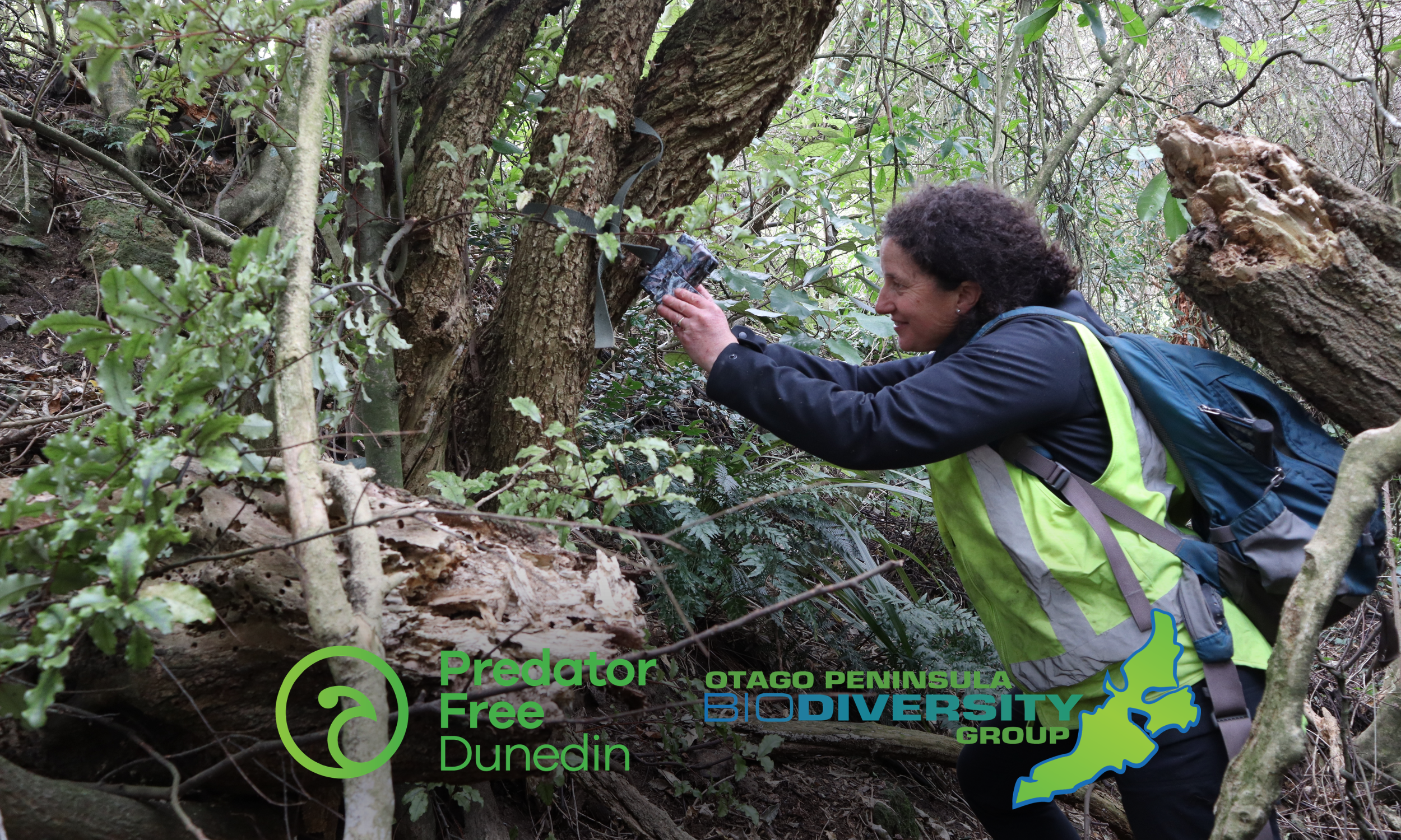 Otago Peninsula officially declared possum free