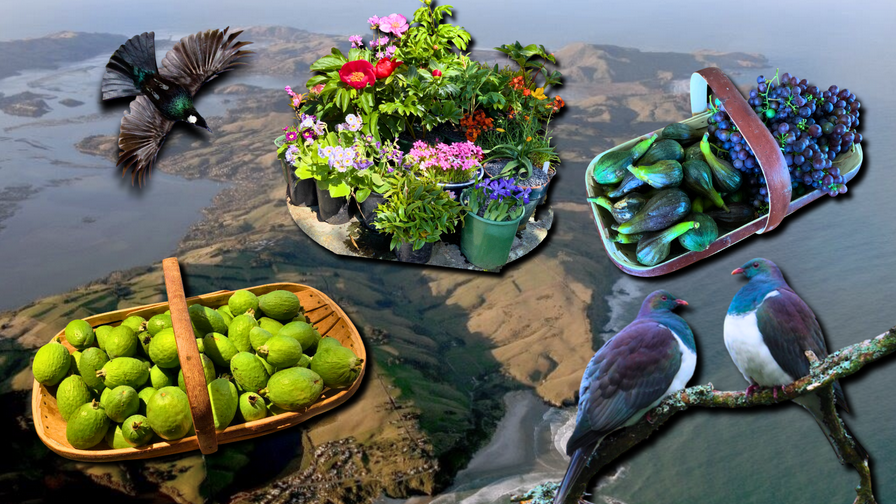 When possums disappear, gardens rebound on Otago Peninsula