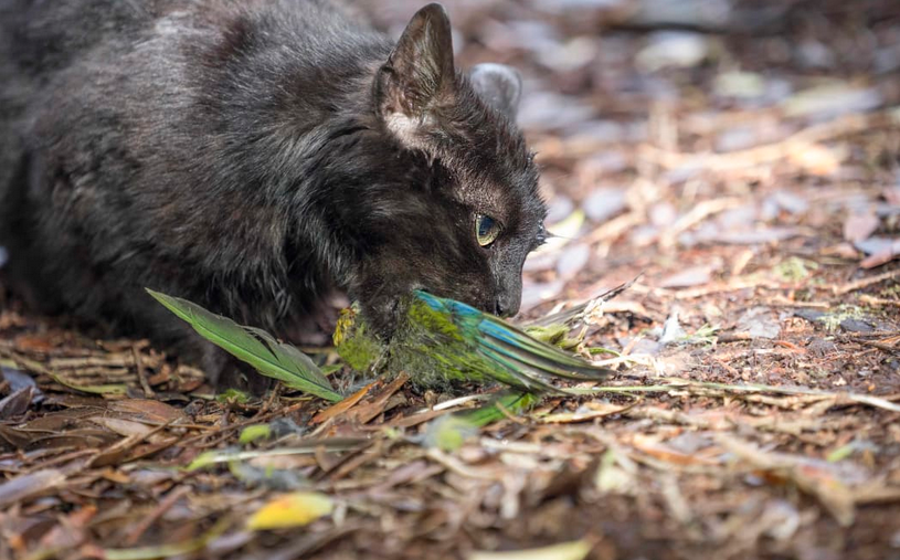 'Stone cold killer' feral cats added to Predator Free 2050 strategy, Conservation Minister announces