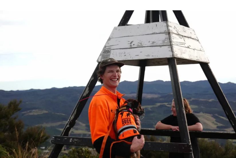 Otago Peninsula on the verge of being possum-free