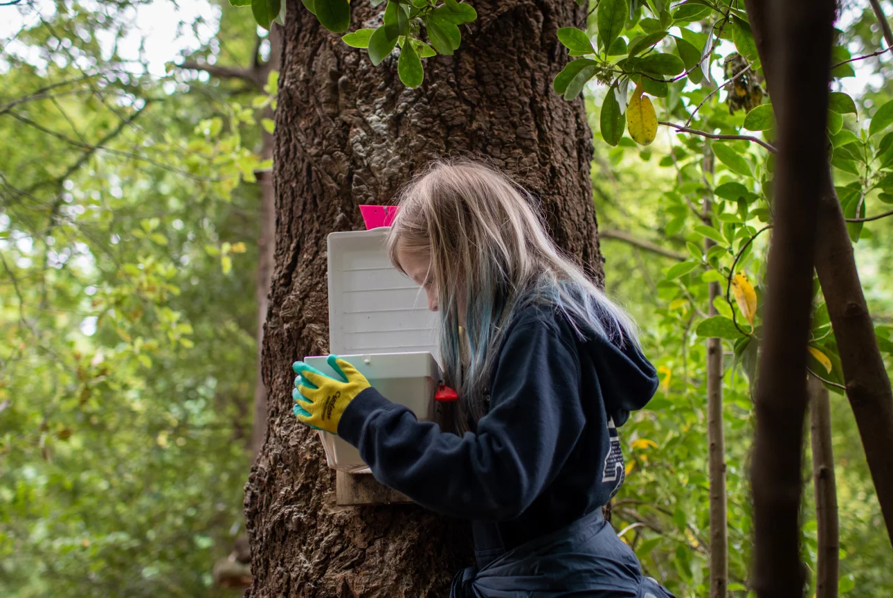 To save its rare birds, New Zealand is relying on a nation of backyard trappers