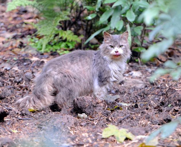 Call to tackle feral cats