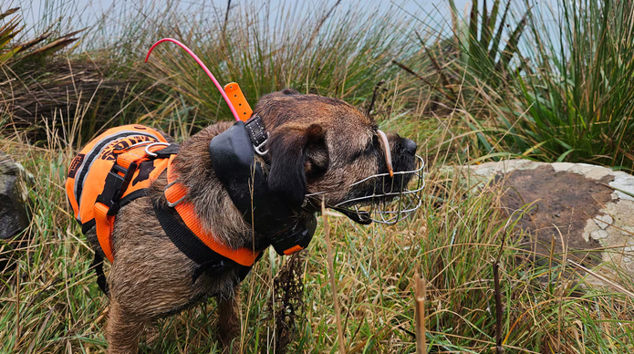Conservation dog Scout sniffing out last of Otago Peninsula problem possums