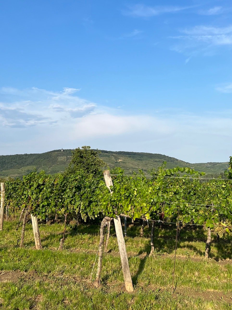 Heiligenstein vineyard in the distance