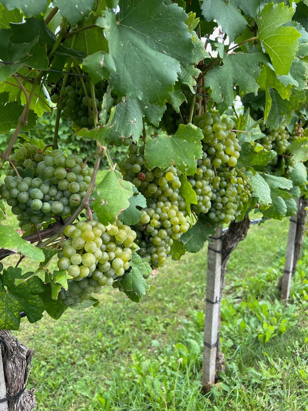 Grapes in Langenlois