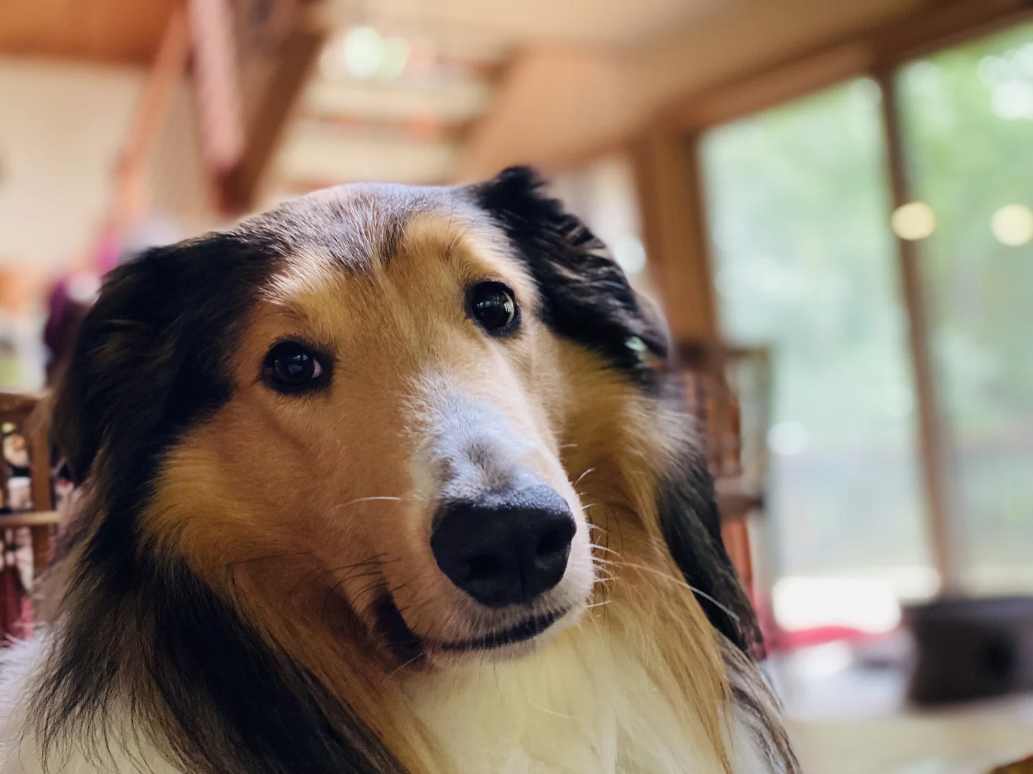 Whysperwynd Collies
