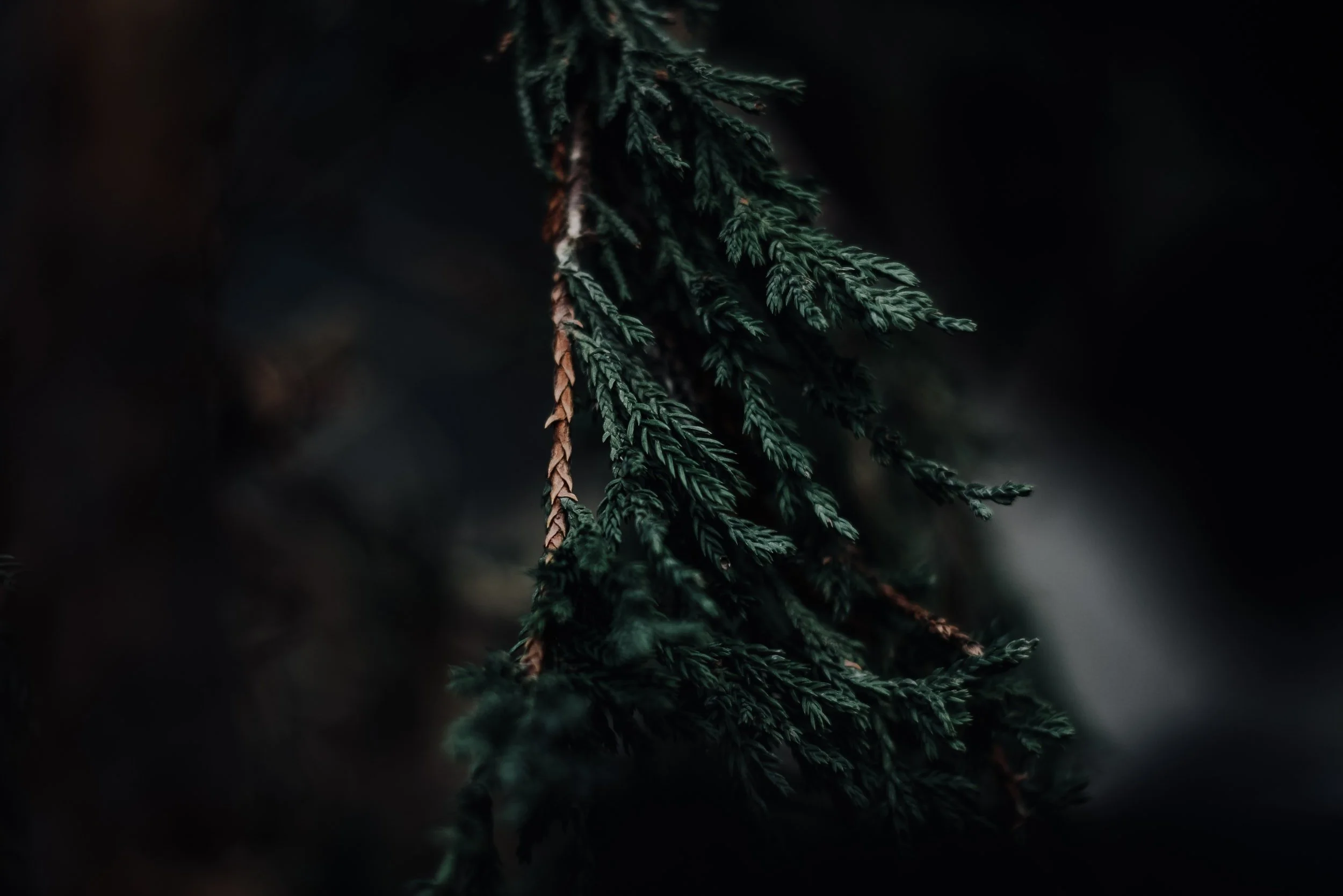unsplash-image-l4Jdmg8Iqxo.jpg