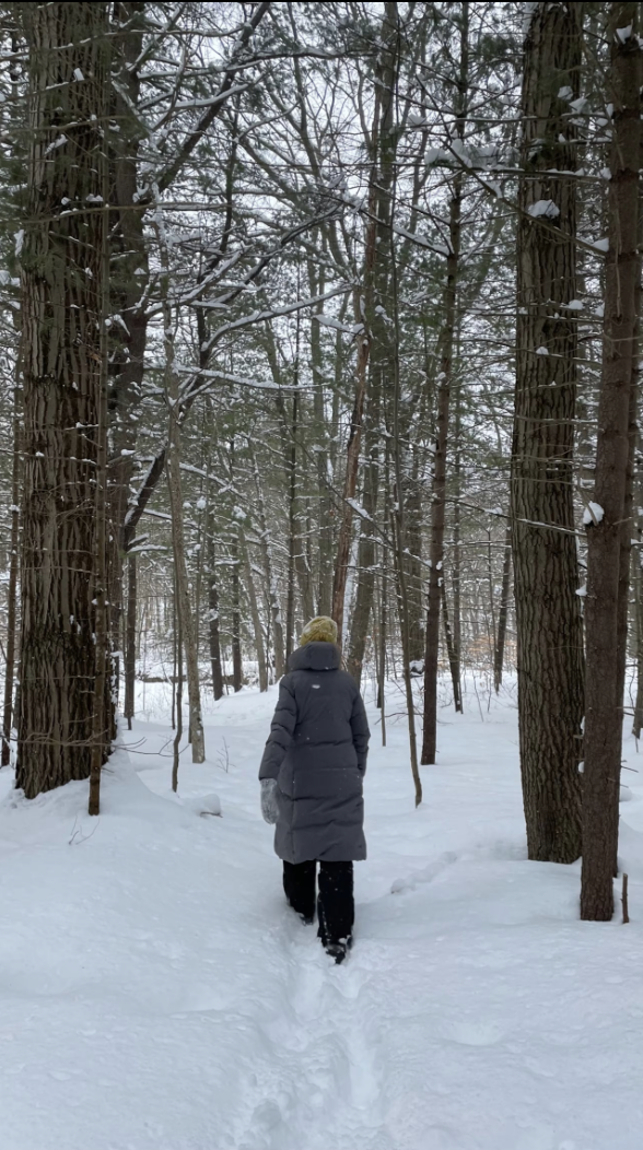 winter forest walk.png