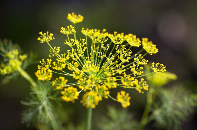 fennel flower.jpeg
