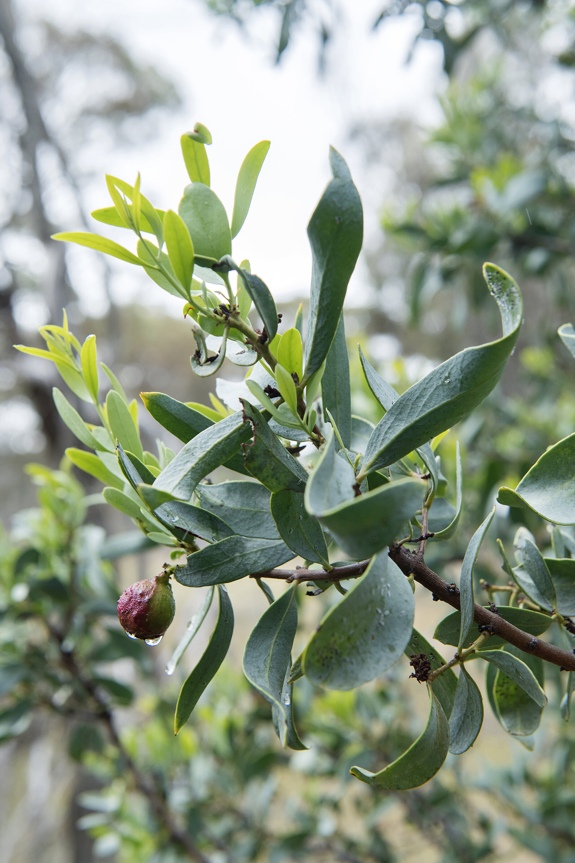 Sandalwood tree hi-res stock photography and images - Alamy