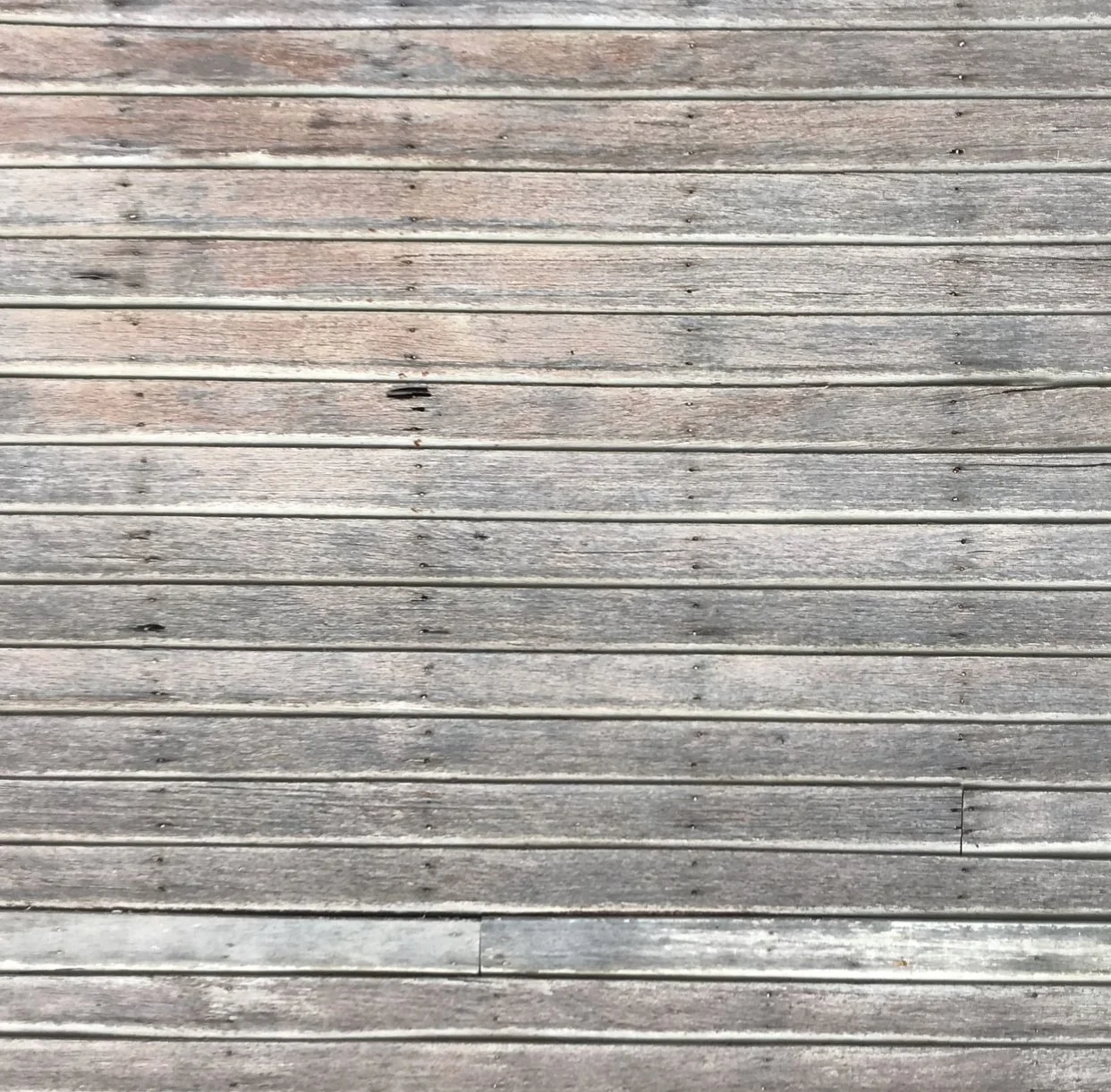 Termite Pretenders!  Common Pests That Mimic Termite Infestations