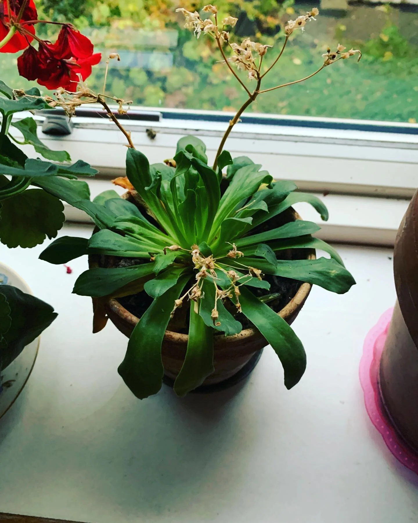 Jeg bliver ved at glemme at vande mine planter i en kontinuerlig rytme. 

&ldquo;Det er snart tid igen&rdquo;, siger jeg til mig selv, n&aring;r jeg g&aring;r forbi dem og ud af &oslash;jenkrogen l&aelig;gger m&aelig;rke til blade der h&aelig;nger og