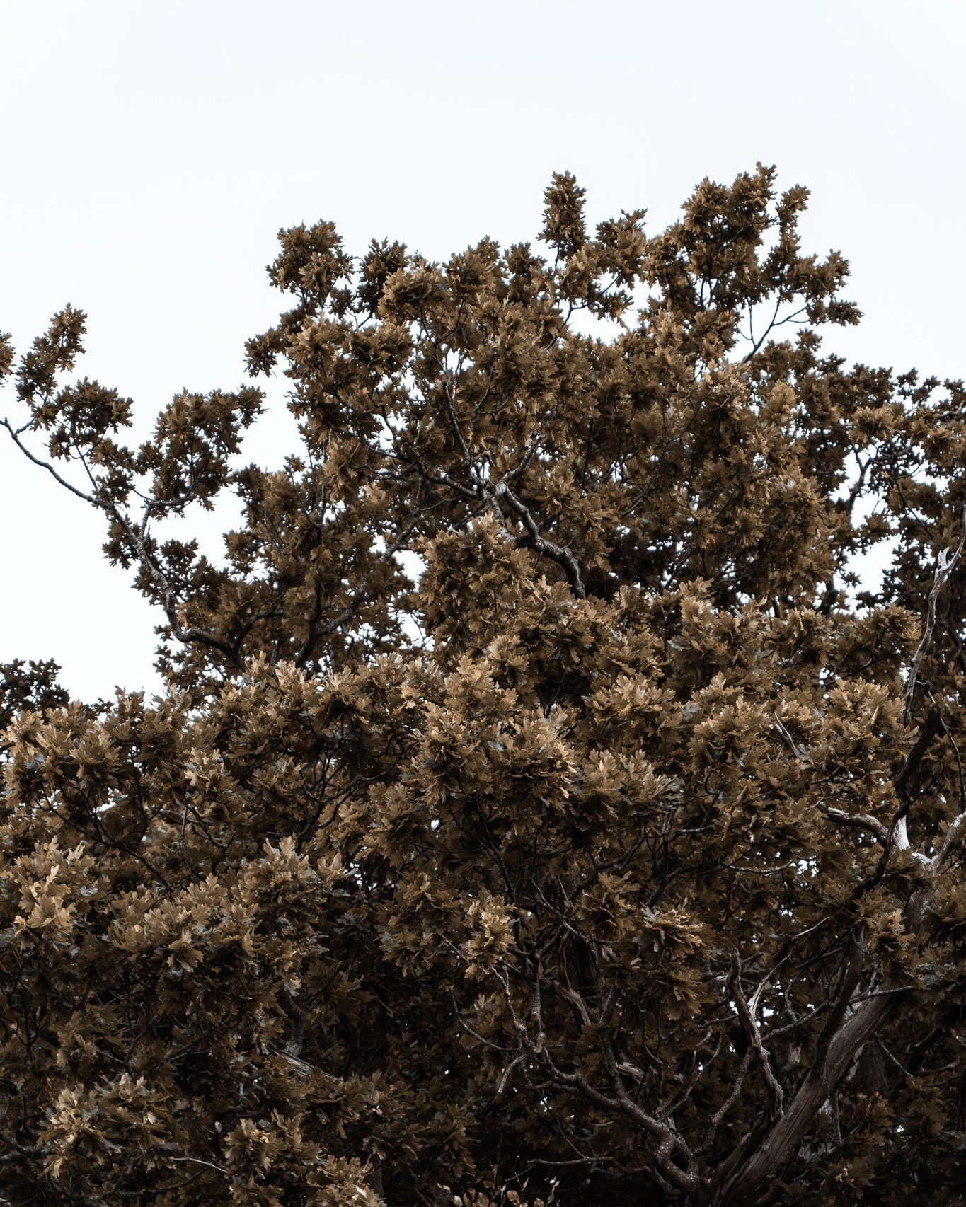 In Japanese culture, mujō 無常 むじょう expresses the understanding that nothing is permanent. The nature around Hagen&oslash;r makes this beautifully visible.

A blossoming tree that has fallen from the hillside now rests partly in salt water. Others lie 
