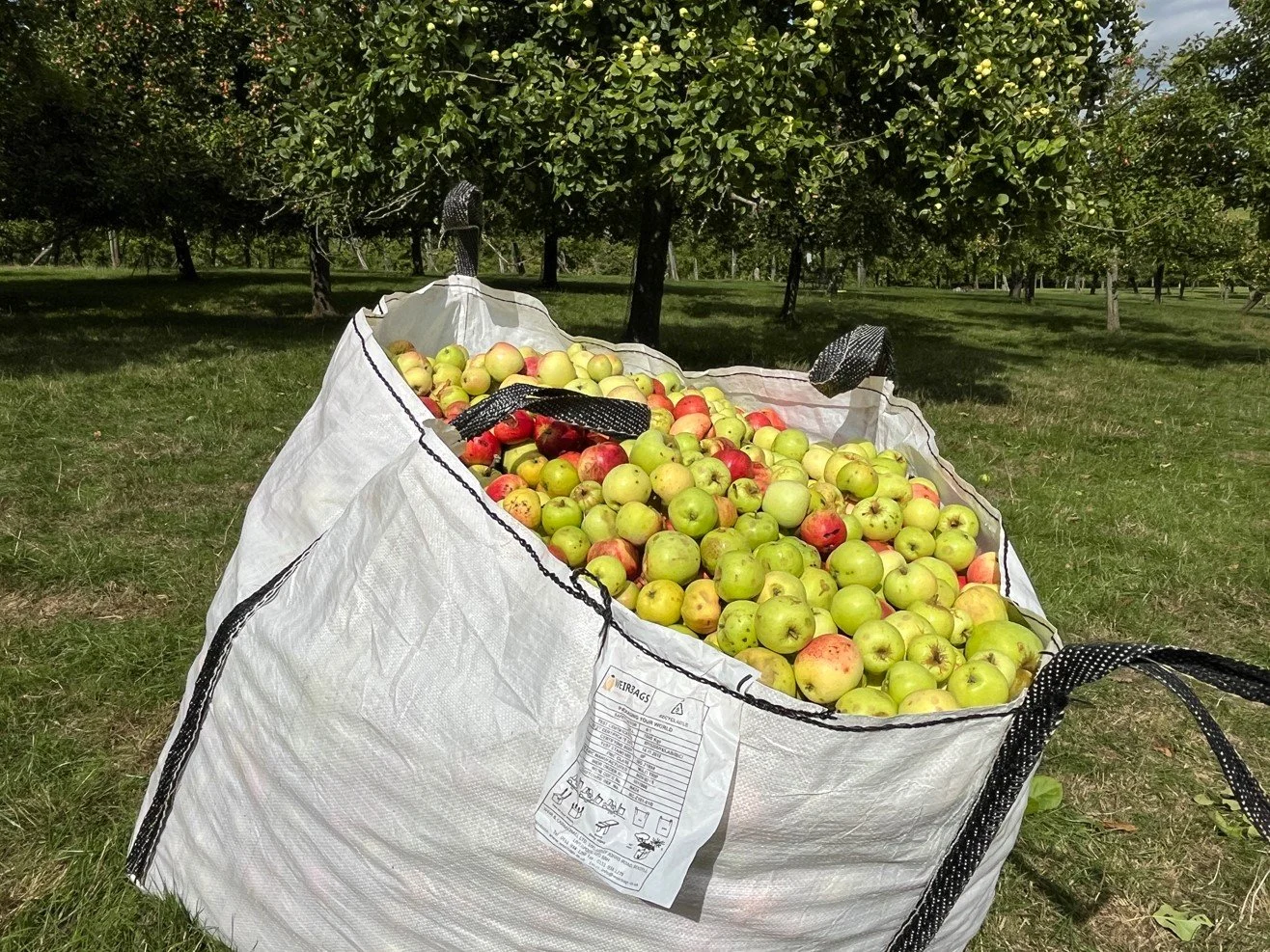 The Big Pick at Courtney's of Whimple Cider Orchard