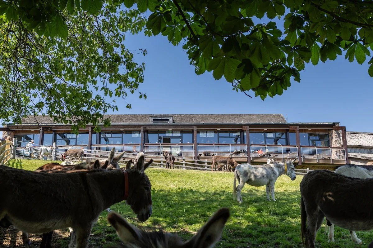 DonkeySanctuary_Kitchen_May2025_7270 - Laura Roberts.jpg