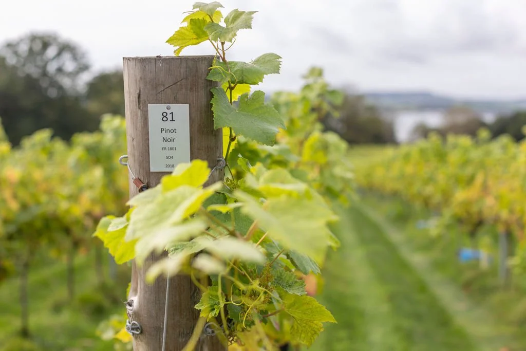Lympstone Manor: Vineyard tour and Pool House Restaurant lunch
