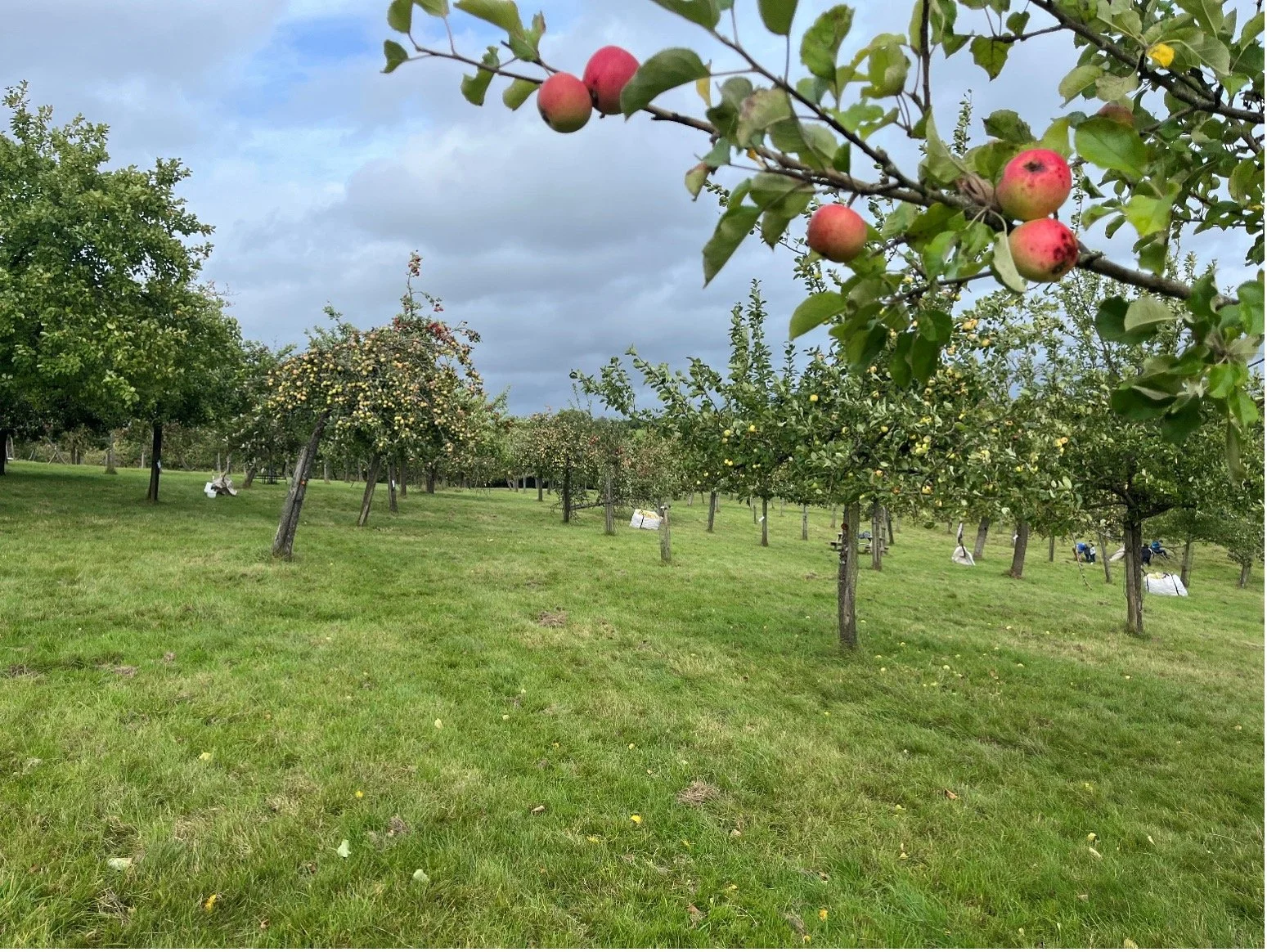 Courtneys Orchard_Taste_East_Devon_Festival.jpg