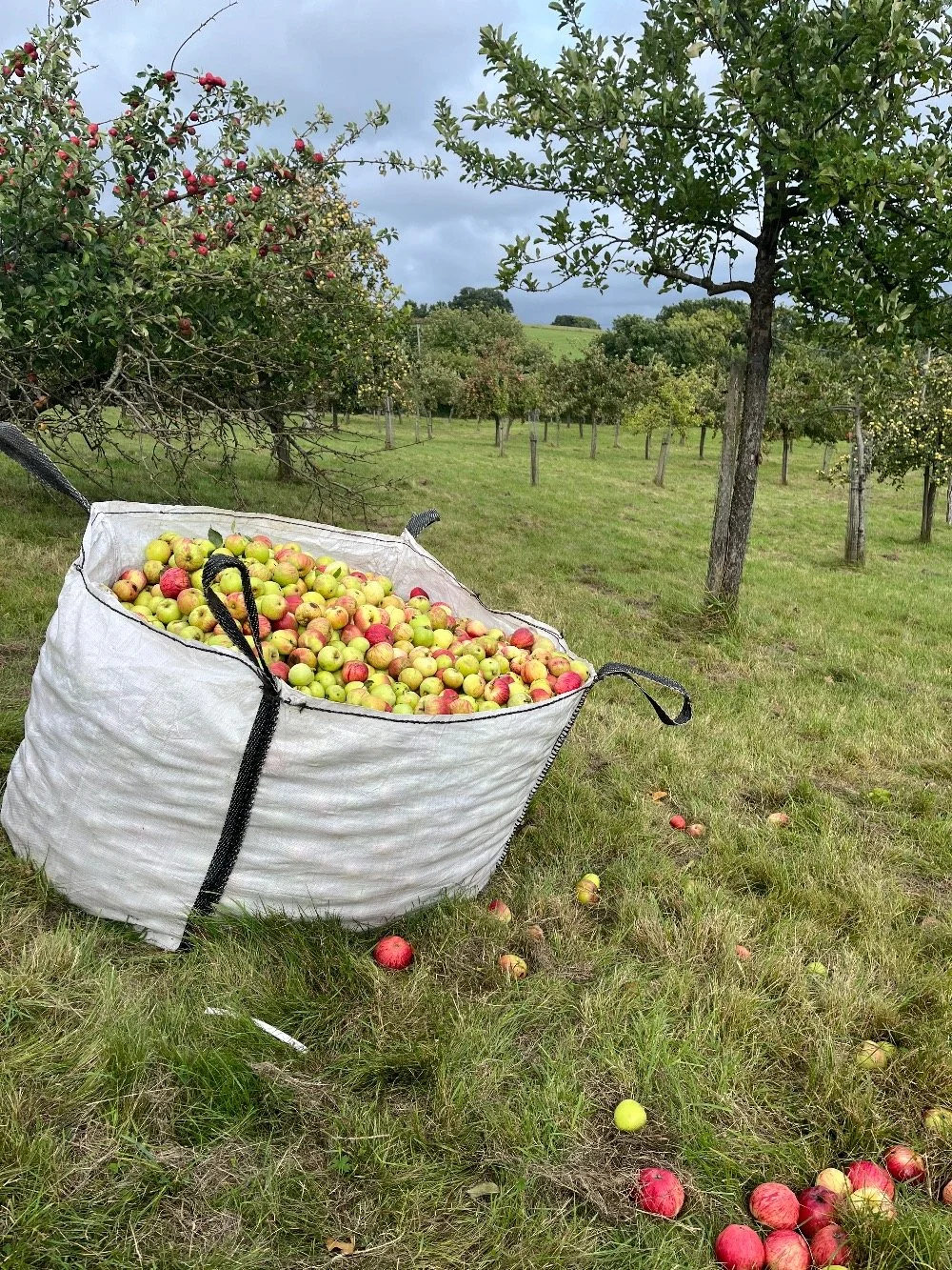 Courtneys_apples_TasteEastDevon Festival_2023.jpg