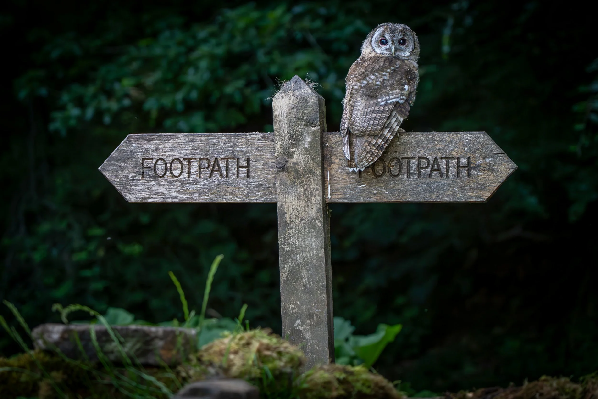 Lympstone Manor: Dusk Nature Walk and Dinner with James Chubb
