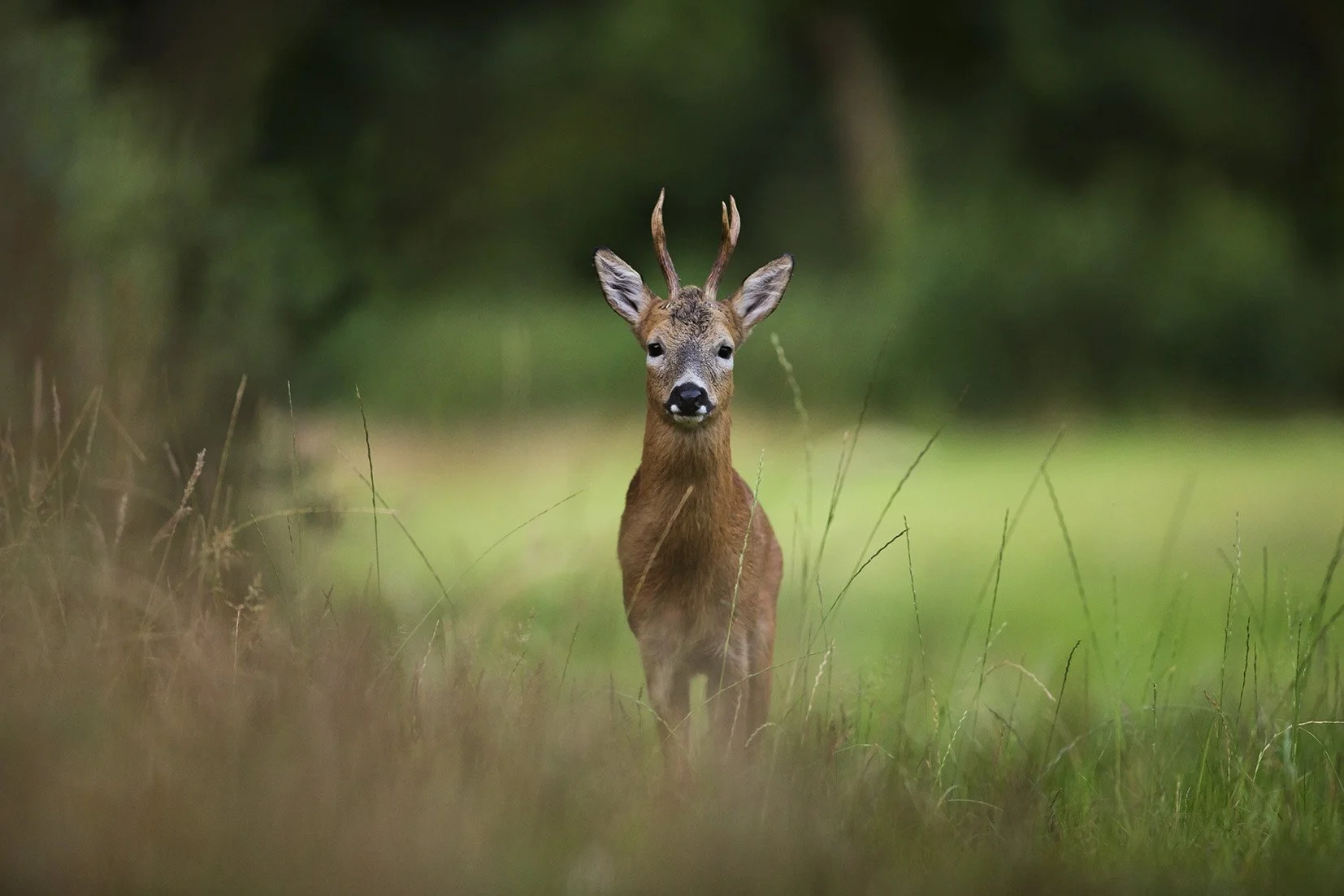 Clinton Devon Estates: Deer Management 